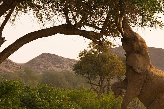 Chobe Day Trip Starting From Victoria Falls - Why Chobe works so well from Victoria Falls