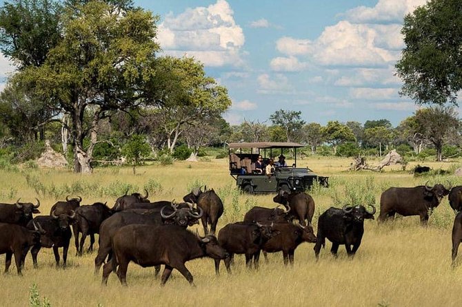 Chobe Day Trip Starting From Victoria Falls - What the guides add to the experience