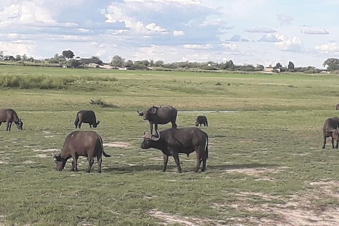 Chobe Day Trip Starting From Victoria Falls - Is $190 per person good value?
