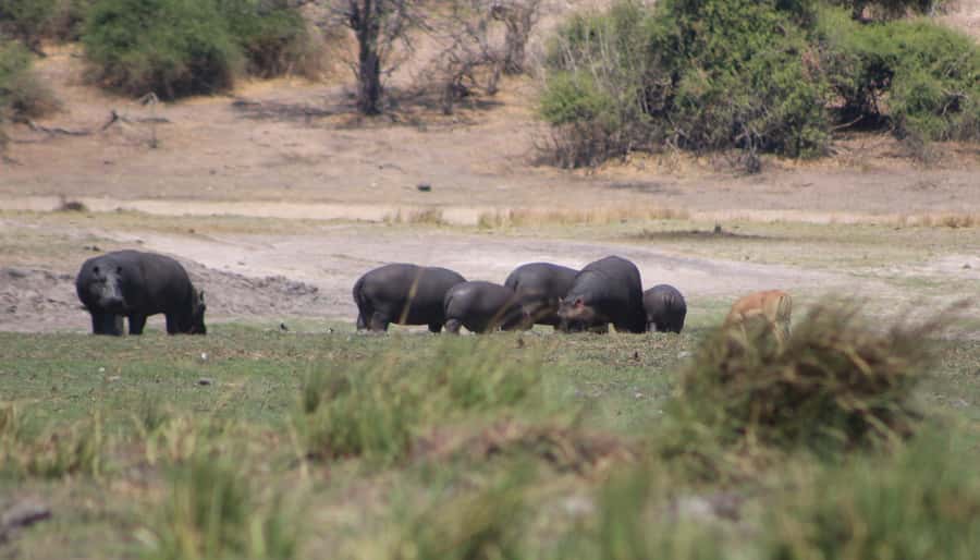 Chobe Extended Day Trip - Why the early start matters at Chobe