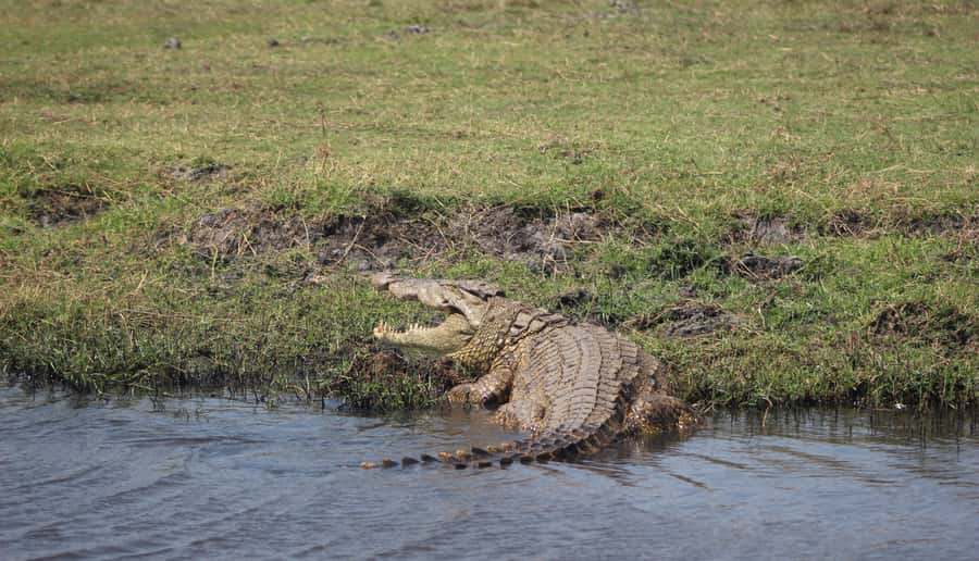 Chobe Extended Day Trip - Three hours on the Chobe River