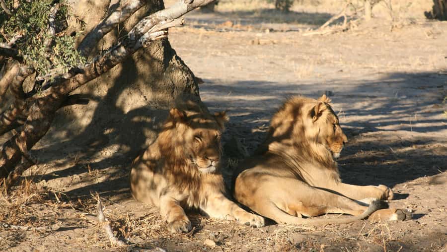 Chobe Extended Day Trip - The real value of the $245 price