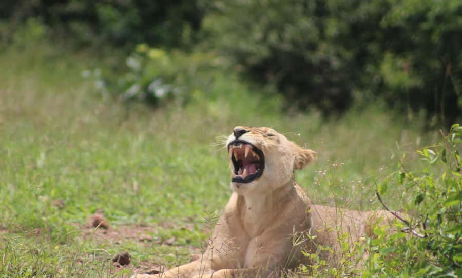 Chobe Extended Day Trip - Who will enjoy this day most