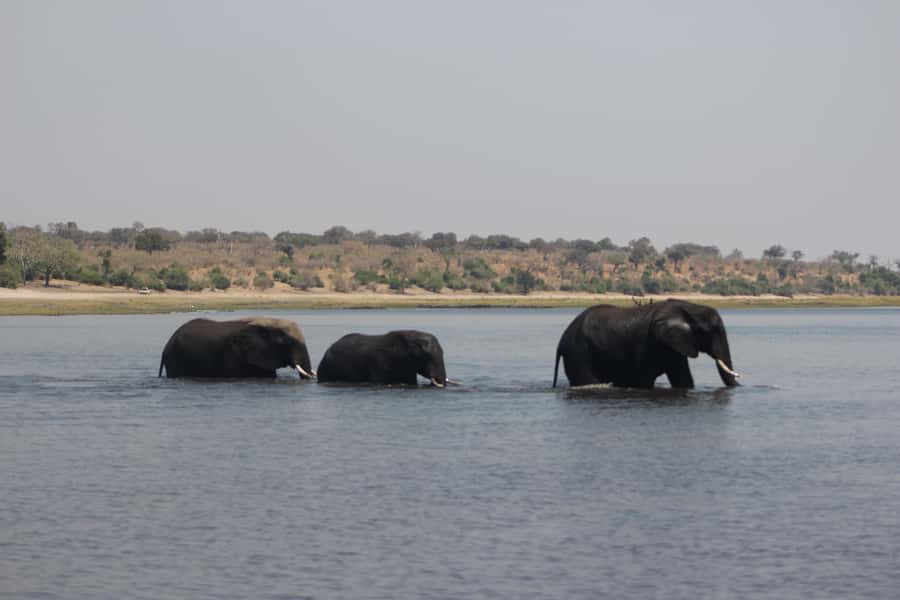 Chobe Extended Day Trip - What to bring and what to settle first