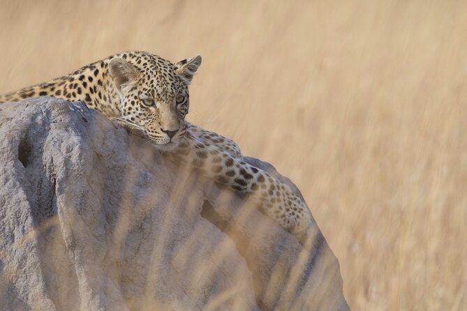 Chobe Extended Day Trip from Victoria Falls - Small Group - Key points at a glance