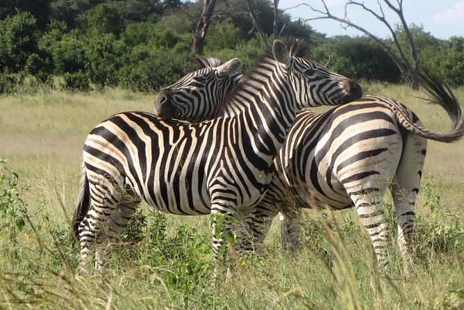 Chobe Extended Day Trip from Victoria Falls - Small Group - The morning 4x4 drive in Chobe National Park