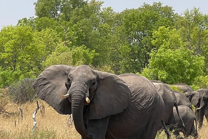 Chobe Extended Day Trip from Victoria Falls - Small Group - Comfort, pace, and what to bring