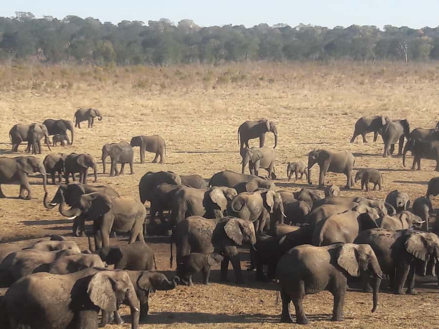 Chobe Extended Day Trip - The Chobe game drive before the heat