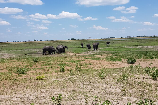 Chobe Full Day Safari in Chobe - Key points to know before booking