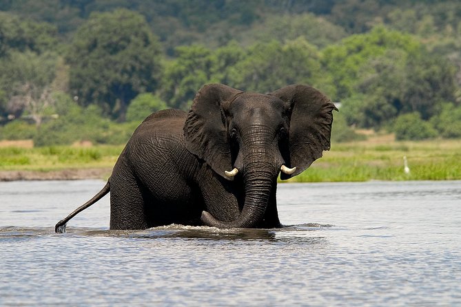 Chobe Full Day Safari Trip - Key points to know before you book