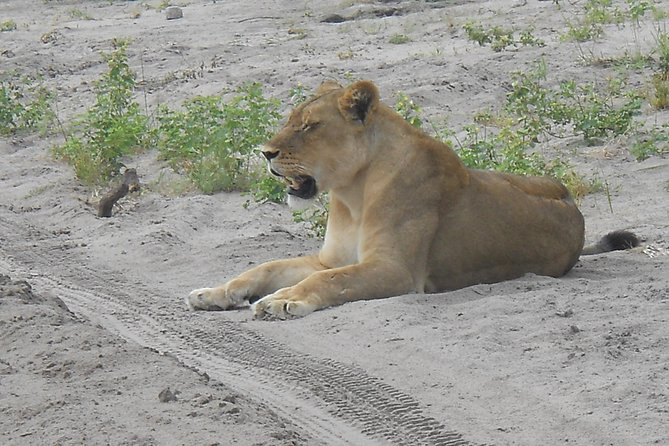 Chobe Full Day Safari Trip - Three hours on the Chobe River
