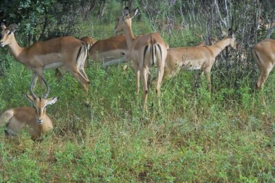 Chobe Full Day Safari Trip