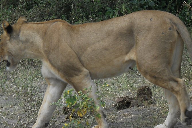 Chobe Full Day Safari Trip - What the animal sightings are really like