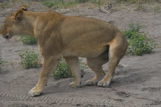 Chobe Full Day Safari Trip - Is $180 per person good value?