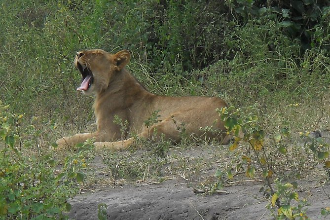 Chobe Full Day Safari Trip - Who should choose this Chobe day