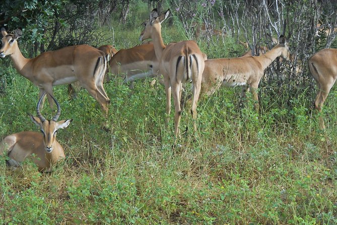 Chobe Full Day Safari Trip - The Victoria Falls pickup and Kazungula crossing