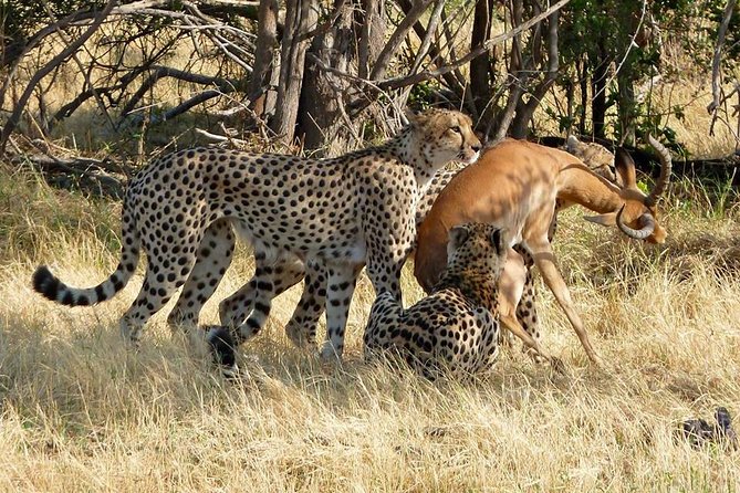 Chobe Full day Safari with Victoria falls Sunrise Tour Combo - Chobe National Park by open 4x4