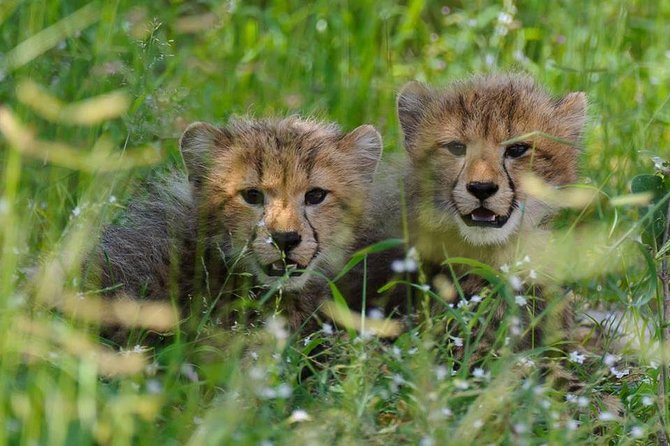 Chobe Full day Safari with Victoria falls Sunrise Tour Combo - The main weakness: communication and meal details