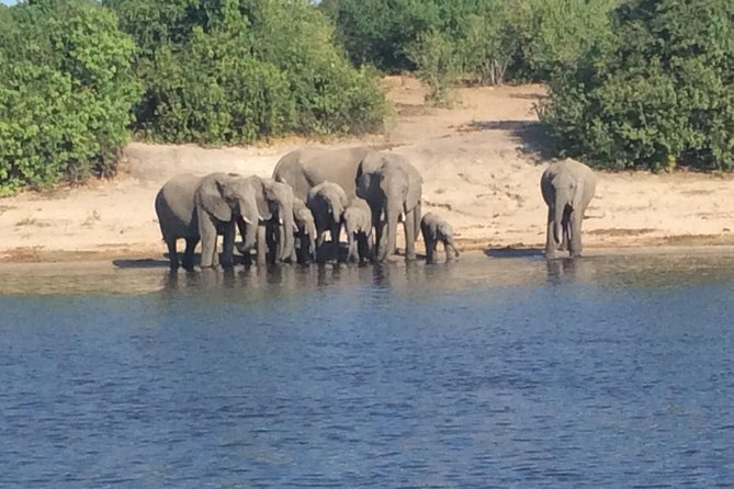 Chobe Full day Trip - Buffet lunch at Chobe Safari Lodge