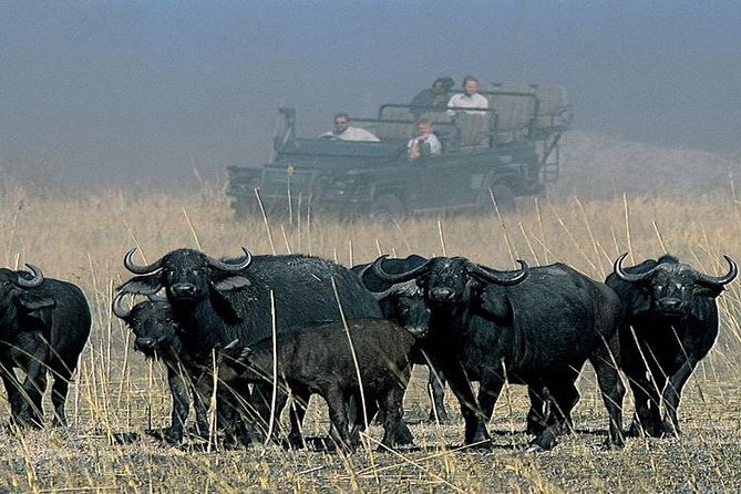 Chobe Full Day Trip From Victoria Falls - Buffet lunch and the midday reset