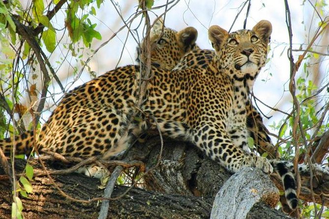 Chobe Full Day Trip From Victoria Falls - The Chobe River cruise