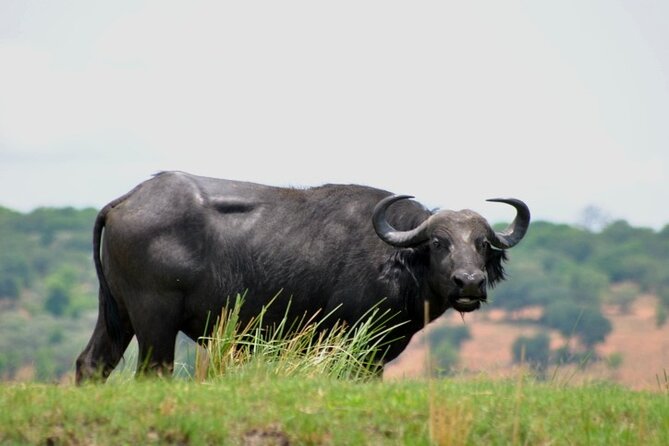 Chobe Full Day Trip From Victoria Falls - What the $164 price really includes