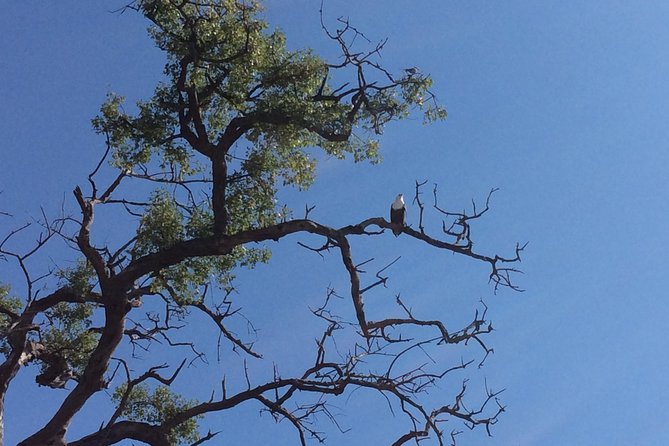Chobe Full day Trip - Crossing from Zimbabwe into Botswana at Kazungula