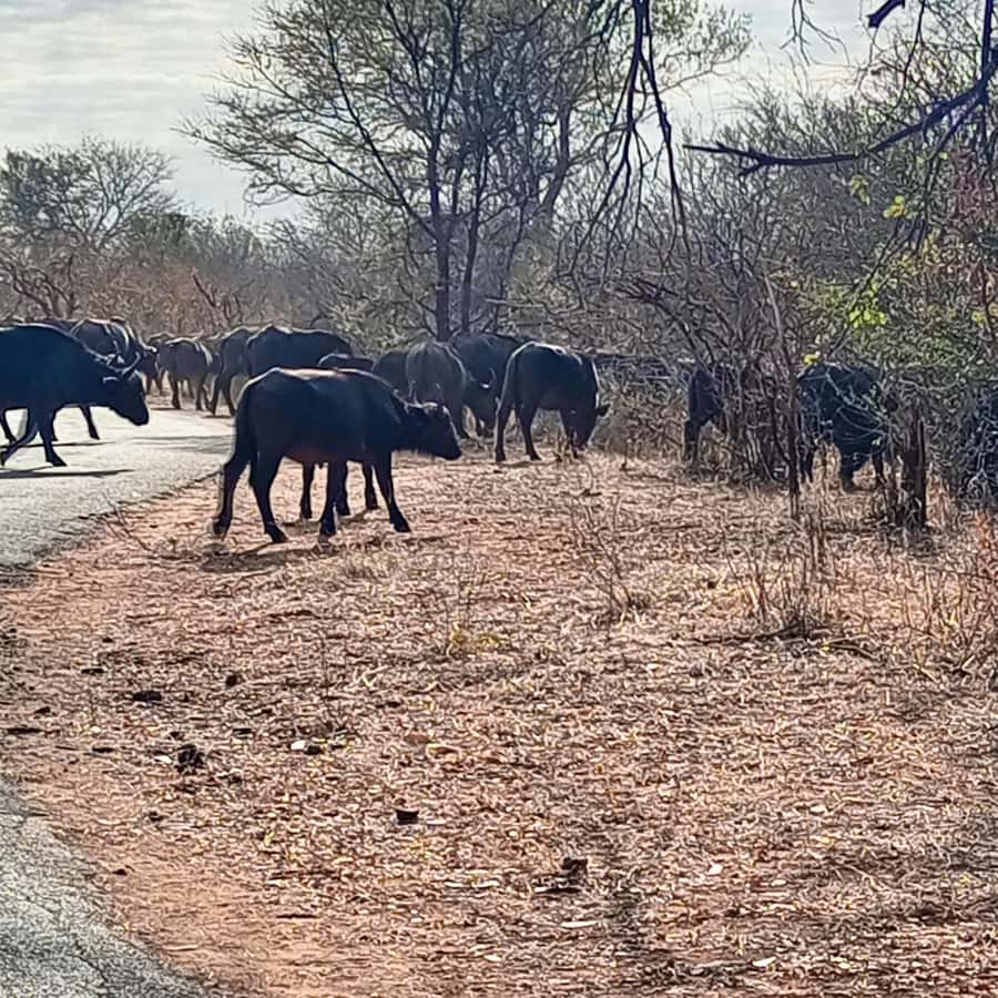 Chobe Half Day Trip from Victoria Falls - From Victoria Falls to the Botswana border