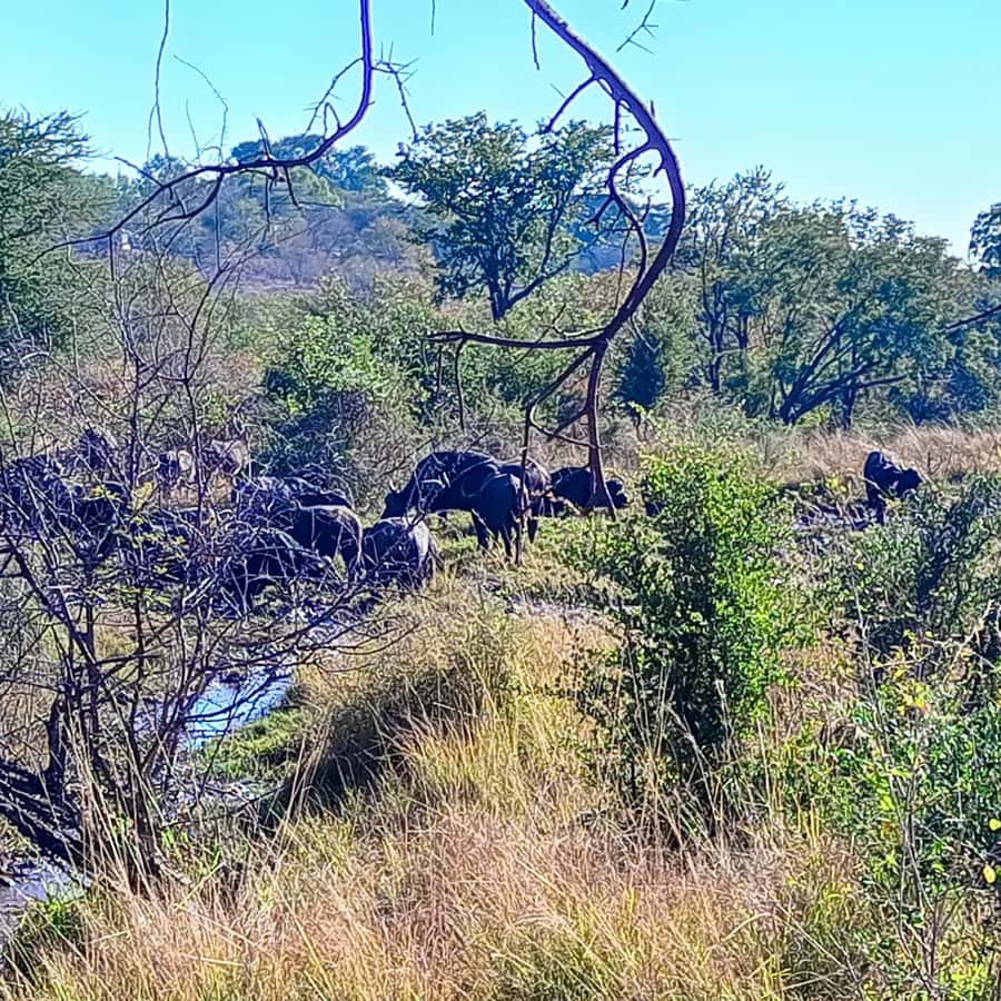 Chobe Half Day Trip from Victoria Falls - Lunch, timing, and the shape of the day
