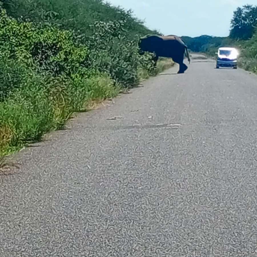 Chobe Half Day Trip from Victoria Falls - Booking details that matter