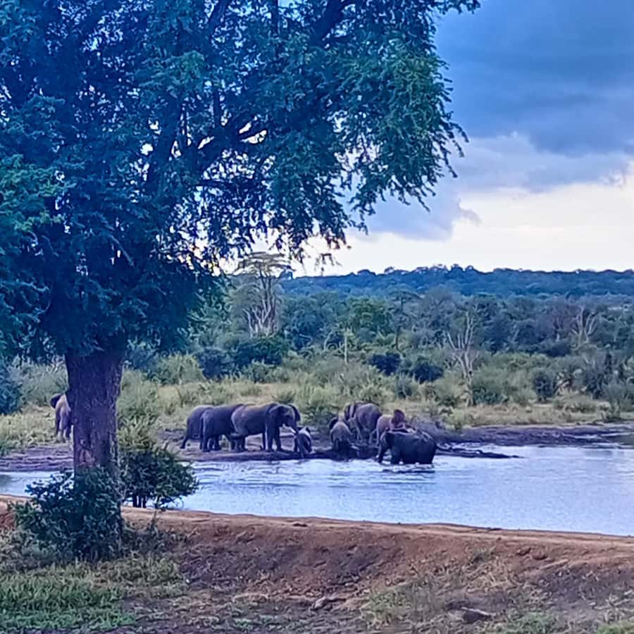 Chobe Half Day Trip from Victoria Falls - Should you book this Chobe trip?