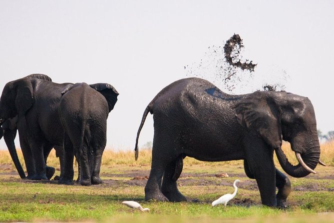Chobe National Park 4X4 Day Safari and River Cruise - Why the Chobe River cruise is the right first stop