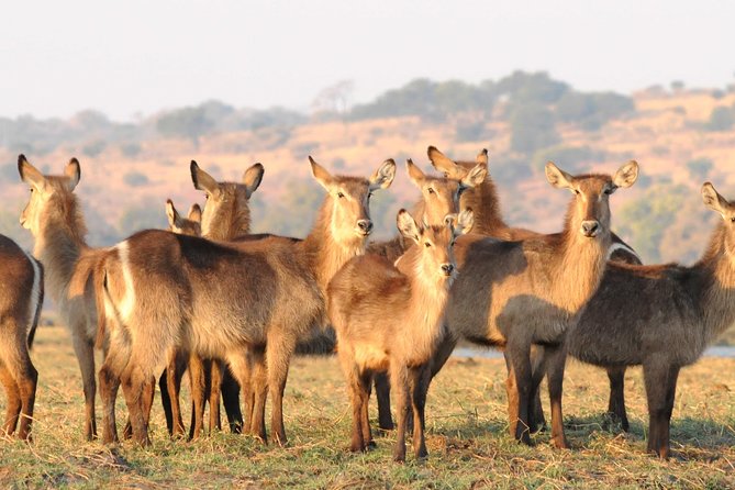 Chobe National Park 4X4 Day Safari and River Cruise - The afternoon 4x4 drive brings the action closer