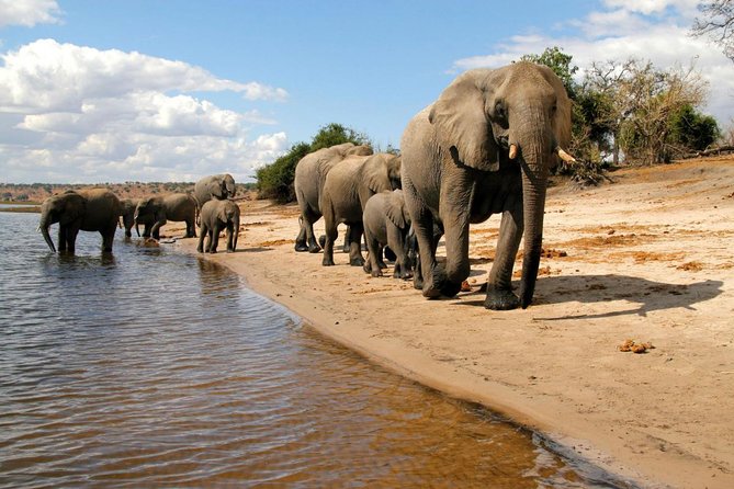 Chobe National Park 4X4 Day Safari and River Cruise - Should you book the Chobe river and 4x4 safari?