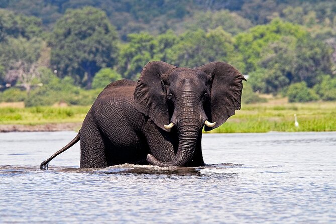 Chobe National Park Day Trip from Victoria Falls with Lunch - How much value do you get for $180?