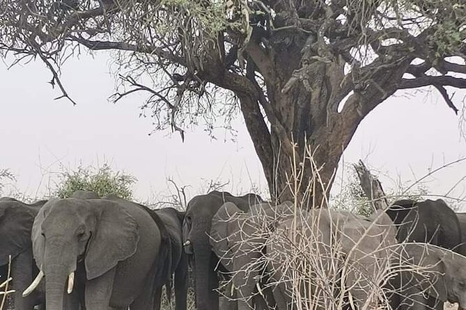 Chobe National Park from Victoria Falls - Why Chobe works well as a day trip from Victoria Falls