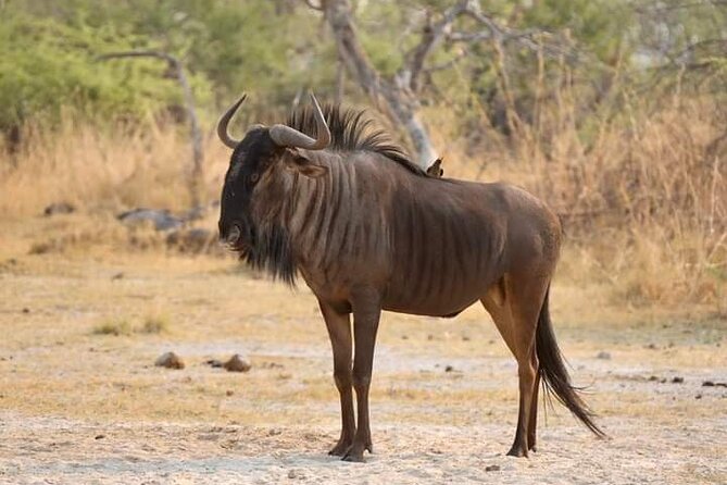Chobe National Park from Victoria Falls - The Chobe River cruise is the highlight