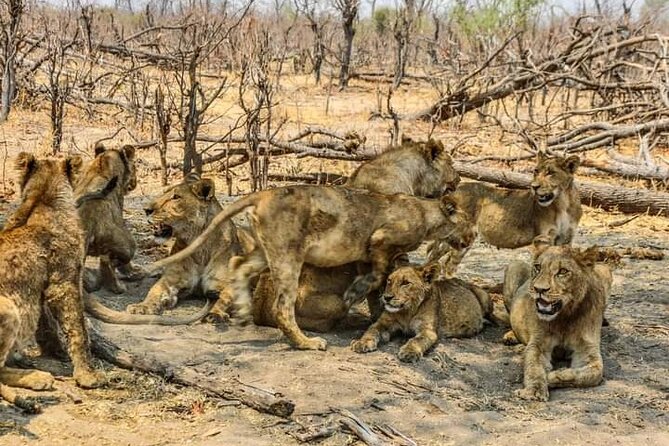 Chobe National Park from Victoria Falls - Lunch around 12:30 pm to 1:30 pm