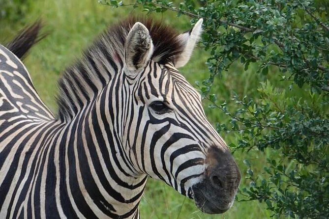 Chobe National Park from Victoria Falls - What to expect from the 4-wheel-drive safari