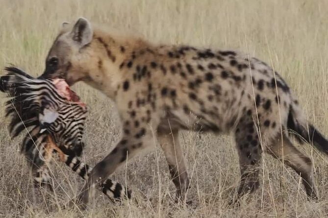 Chobe National Park from Victoria Falls - Price, extra costs, and what you receive