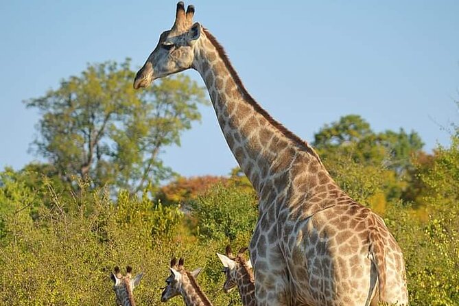 Chobe National Park from Victoria Falls - Crossing into Botswana for the Chobe safari