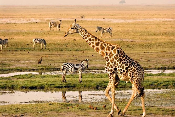 Chobe National Park Full Day Safari (Botswana) - Chobe in one day: the details that matter