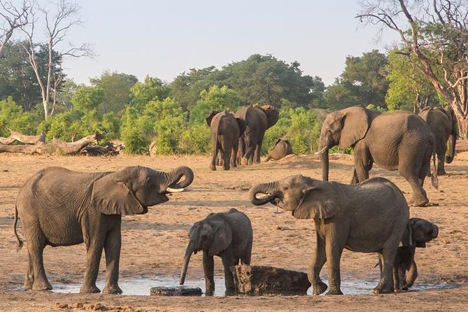 Chobe National Park Full Day Safari (Botswana) - The Chobe River cruise: the best angle for hippos and elephants