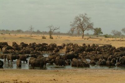 Chobe National Park Full Day Safari (Botswana)