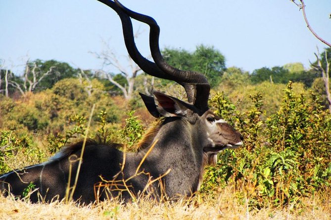 Chobe National Park Full Day Safari (Botswana) - The 4WD game drive inside Chobe National Park
