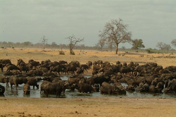 Chobe National Park Full Day Safari (Botswana) - The early pickup and Zimbabwe to Botswana border crossing