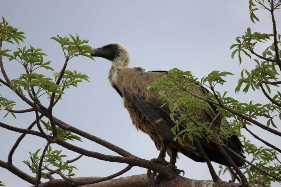 Chobe National Park: Game Drive, Boat Tour, and Lunch - Key points to know before booking