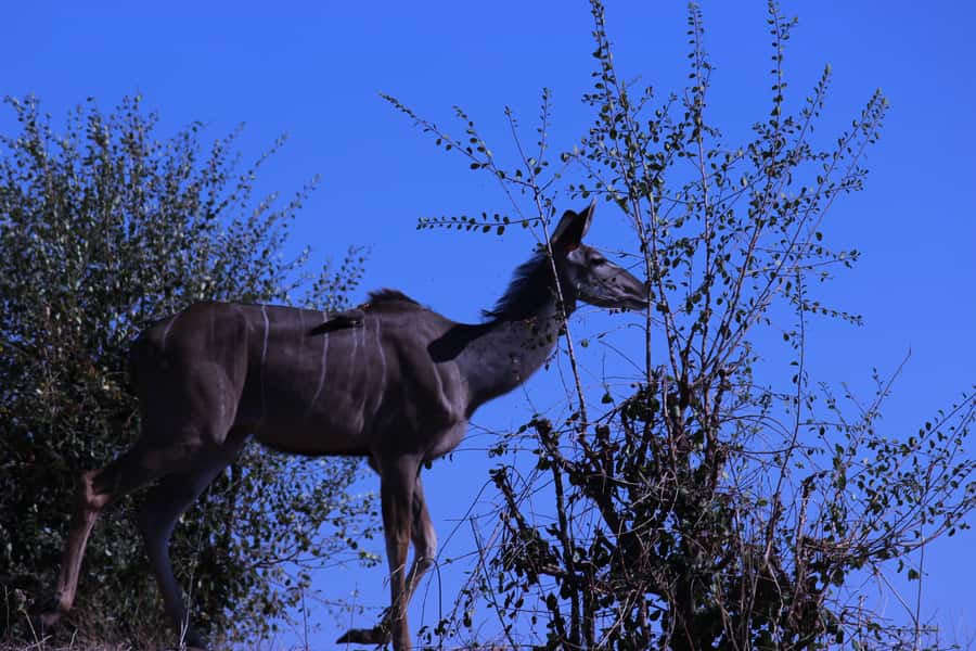Chobe National Park: Game Drive, Boat Tour, and Lunch - Why Chobe works so well as a Victoria Falls day trip