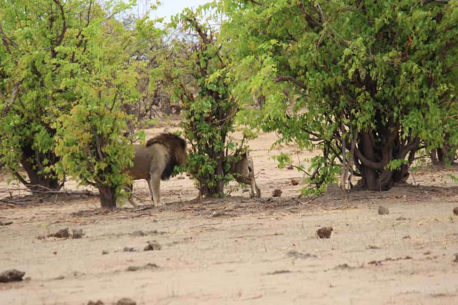 Chobe National Park: Game Drive, Boat Tour, and Lunch - The morning game drive in an open vehicle