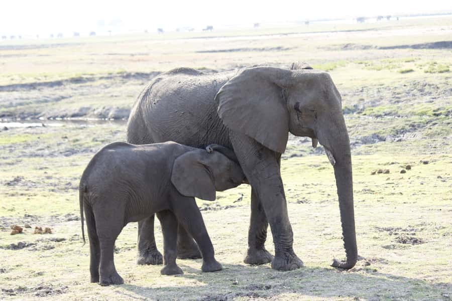Chobe National Park: Game Drive, Boat Tour, and Lunch - How the logistics affect your day